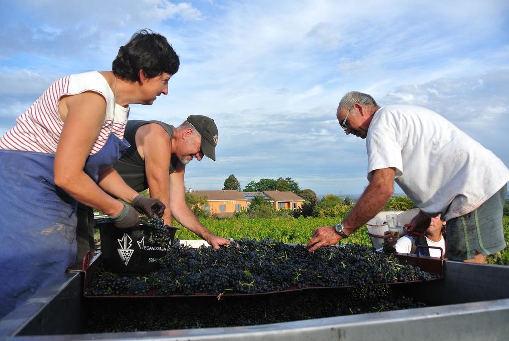 Hotel Des Vignes Juliénas Dış mekan fotoğraf